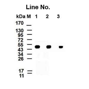 GNI4110-BA/  Anti-β-Actin Monoclonal Antibody(圖1)