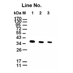 GNI4110-GH / Anti-GAPDH Monoclonal Antibody(圖1)