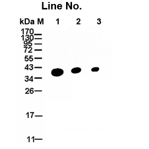 GNI4310-GH / Anti-GAPDH-HRP(圖1)