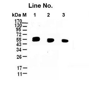 GNI4110-HA-P/  Anti-HA Plus Monoclonal Antibody(圖1)
