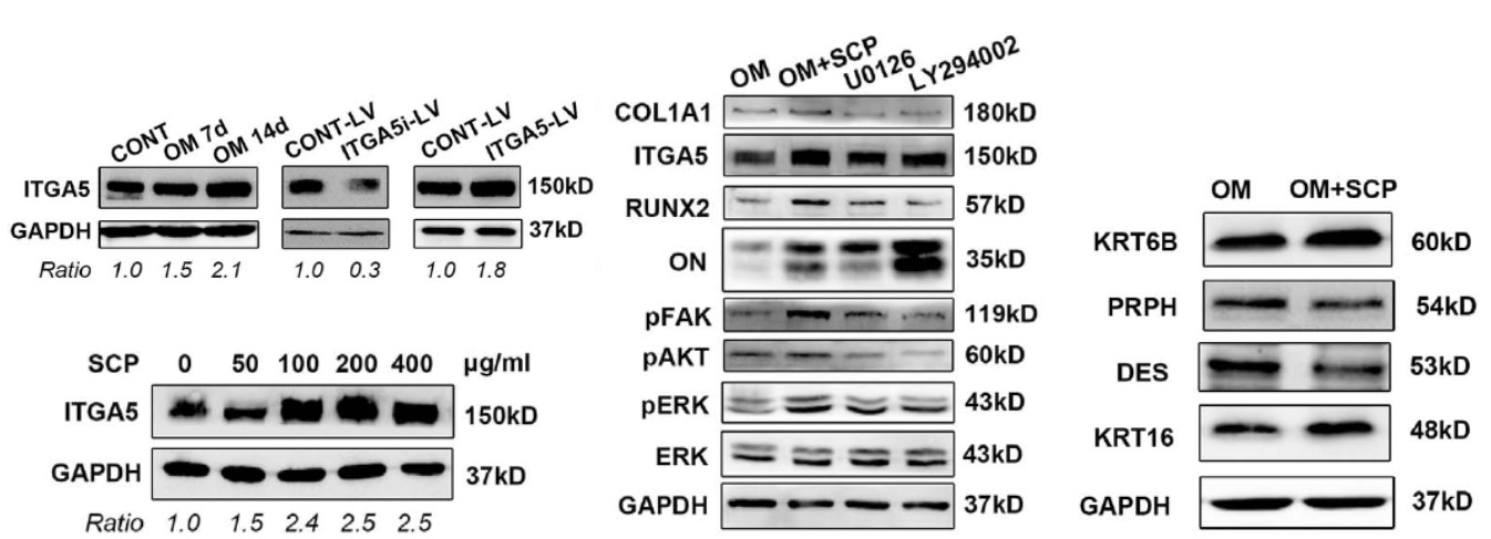 GNI4110-GH / Anti-GAPDH Monoclonal Antibody(圖3)